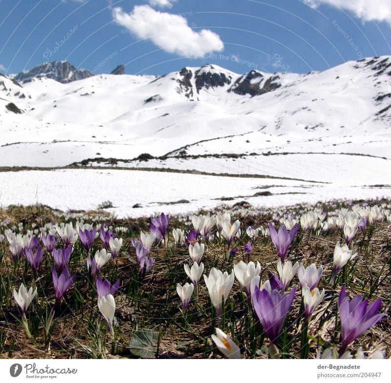 Spring at height Vacation & Travel Freedom Snow Mountain Landscape Plant Sky Clouds Beautiful weather Flower Blossom Wild plant Crocus Alps Peak Snowcapped peak