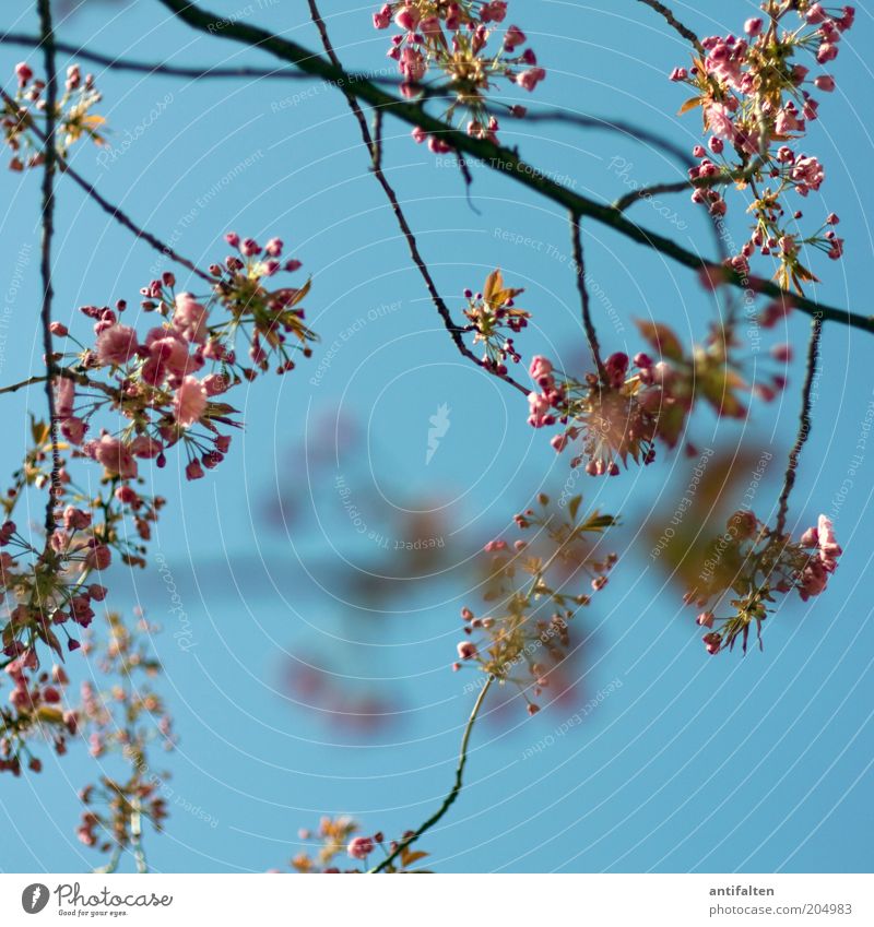 Picture no. 80 Nature Plant Sky Cloudless sky Tree Blossom Cherry blossom Wild cherry Branch Esthetic Fresh Beautiful Blue Pink Red Twig Bud Blossom leave