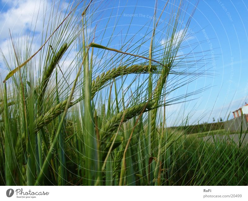Grain in the wind Barley Cornfield Agriculture Wind