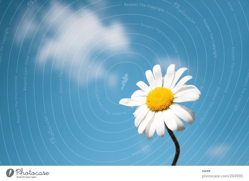 for you Fragrance Summer Environment Nature Plant Air Sky Spring Flower Blossom Esthetic Free Fresh Natural Blue Daisy Marguerite Background picture Seasons