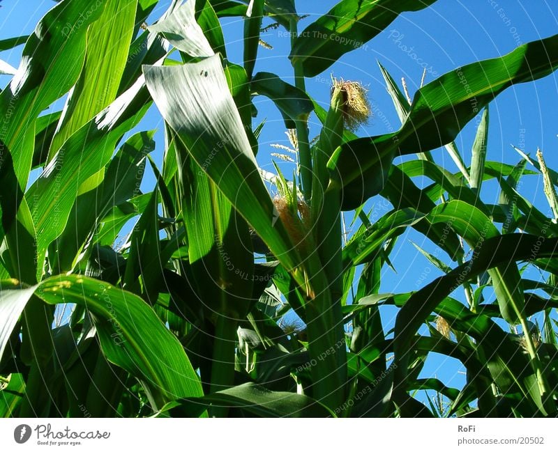 in the maize field Maize field Agriculture Green Summer Physics Field Grain Blue Sky Sun Warmth