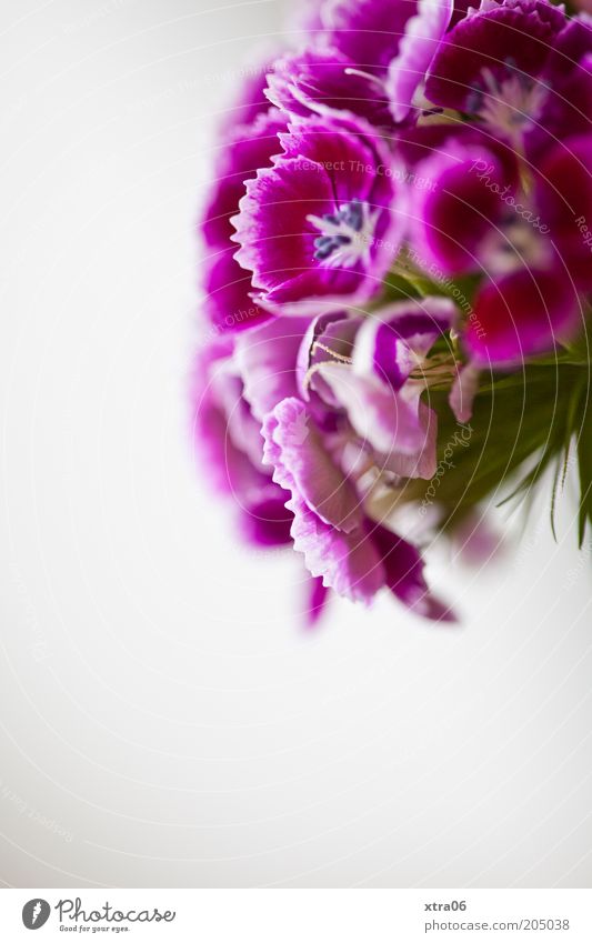girlish Plant Flower Blossom Violet Pink Colour photo Interior shot Close-up Copy Space bottom Shallow depth of field Dianthus caryophyllus Blossoming