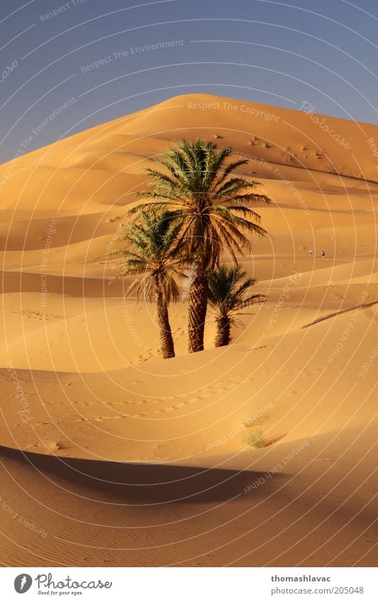 Sahara in Morocco Environment Nature Landscape Plant Sand Sunlight Beautiful weather Warmth Tree Wild plant Palm tree Desert Vacation & Travel Dune Colour photo