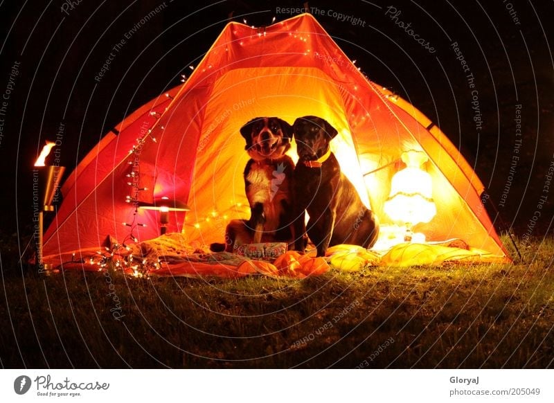 light-flooded night Pet Dog 2 Animal Pair of animals Observe Sit Funny Yellow Red Black Moody Trust Loyal Love of animals Romance Colour photo Exterior shot