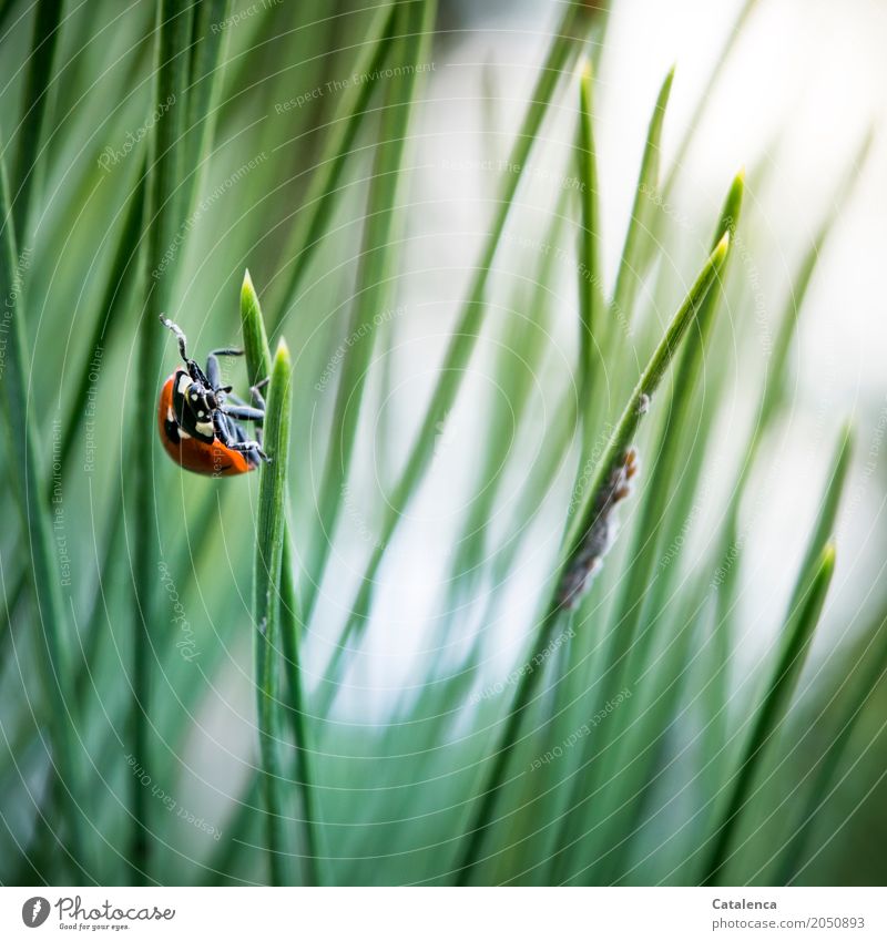 Pantry, ladybugs and aphids Nature Plant Animal Summer Tree Jawbone Pine needle Park Forest Beetle Ladybird Greenfly 1 Observe Hang Crawl Esthetic Athletic Gray