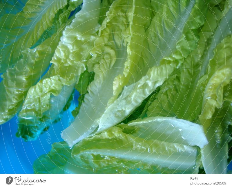 Salad in a water bath Green Healthy Lettuce Nutrition forage Water Blue
