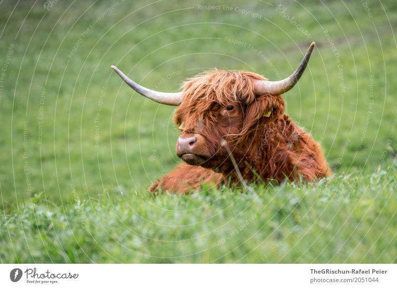 highland cattle Animal Farm animal Cow 1 Brown Green Lie Relaxation Cattle Highland cattle Esthetic Antlers Pelt Hairy Pasture Grass Sincere Hair and hairstyles