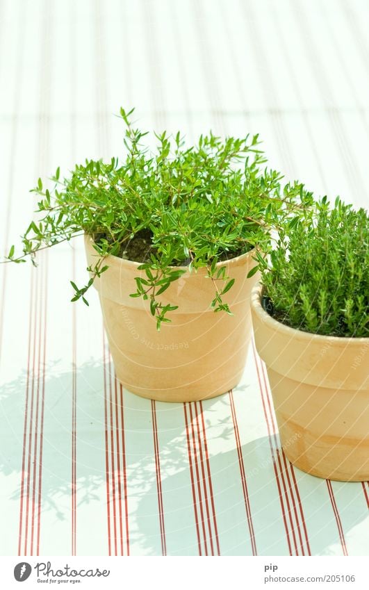 tart alive Food Herbs and spices Nutrition Organic produce Vegetarian diet Flowerpot Decoration Bright Green Thyme Culinary Stripe Terracotta Fresh Aromatic