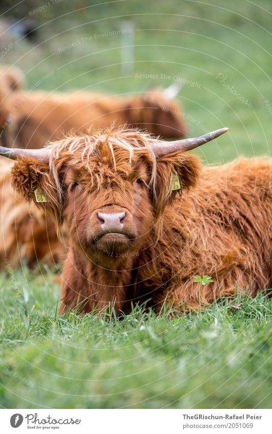 highland cattle Animal Farm animal Cow 1 Brown Green Pasture Highland cattle Tousled Hair and hairstyles Antlers Lie To feed Nose Snout Long-haired Grass