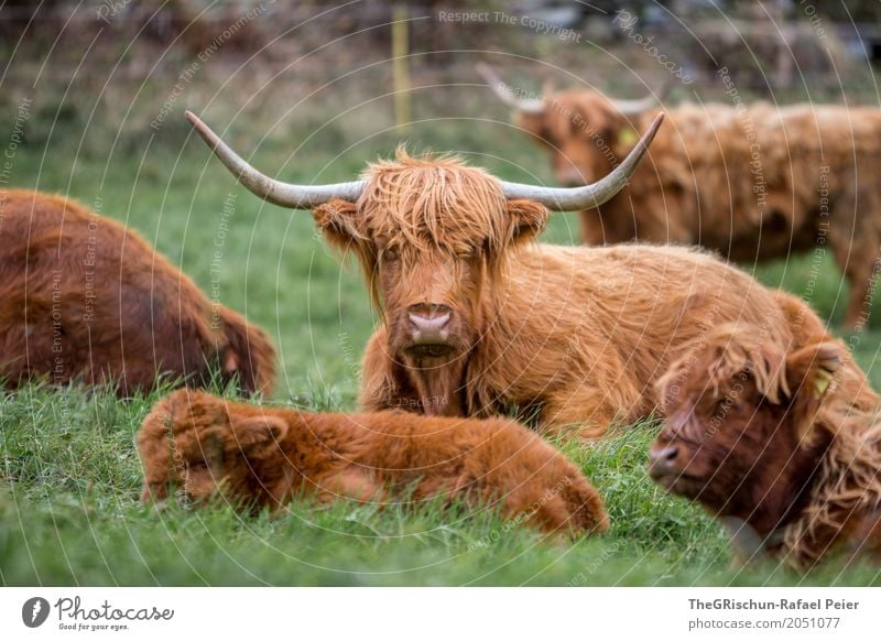 highland cattle Animal Farm animal Cow Group of animals Herd Brown Green Antlers Hair and hairstyles Baby Baby animal Mother Pasture Grass Eating Rest Cute
