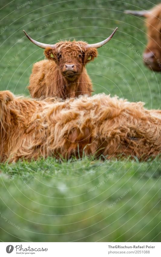 highland cattle Animal Farm animal Cow 3 Group of animals Brown Green Highland cattle Living thing Baby animal Grass Pasture Antlers Livestock breeding