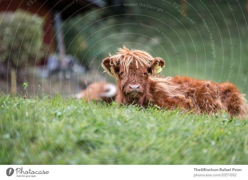 fuzzy head Animal Farm animal Cow 1 Brown Green Living thing Baby animal Hair and hairstyles Long-haired Mop of curls Grass Pasture Lie Peaceful Cute Pelt Nose