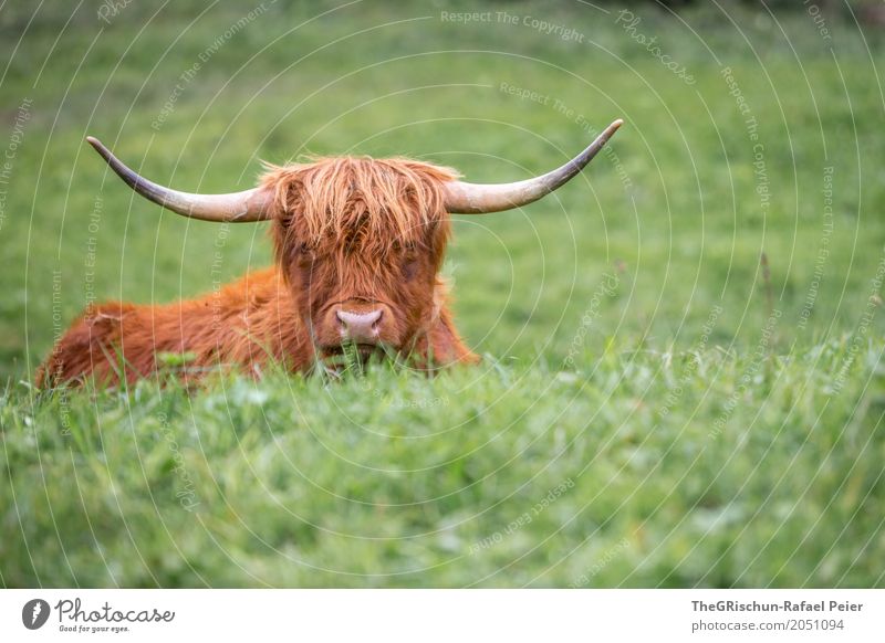 longhorn Animal Farm animal Cow 1 Brown Green Antlers Nose Mop of curls Tousled Grass Pasture To feed Esthetic Cute Peaceful Living thing Lie Highland cattle