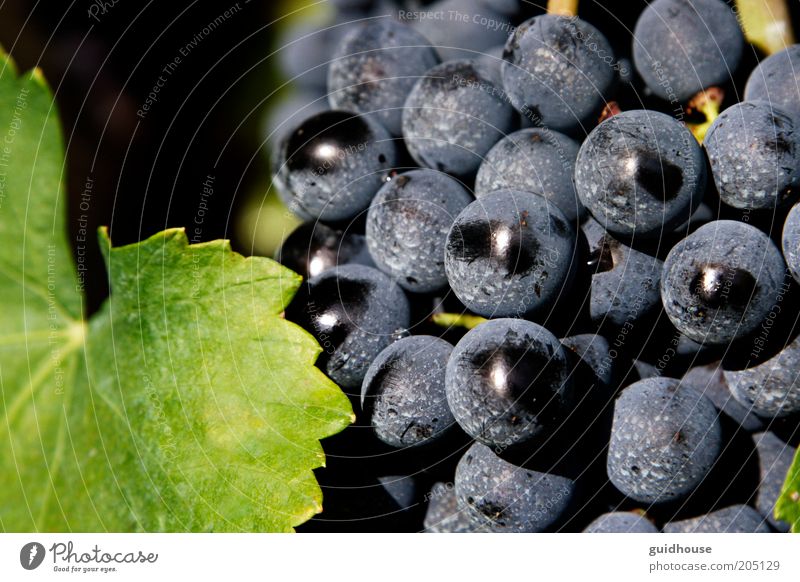 grape of aglianico Nature Plant Autumn Agricultural crop Good Blue Gray Green "aglianico grapes wine grapes," "southern Italy Campania Basilicata wine"