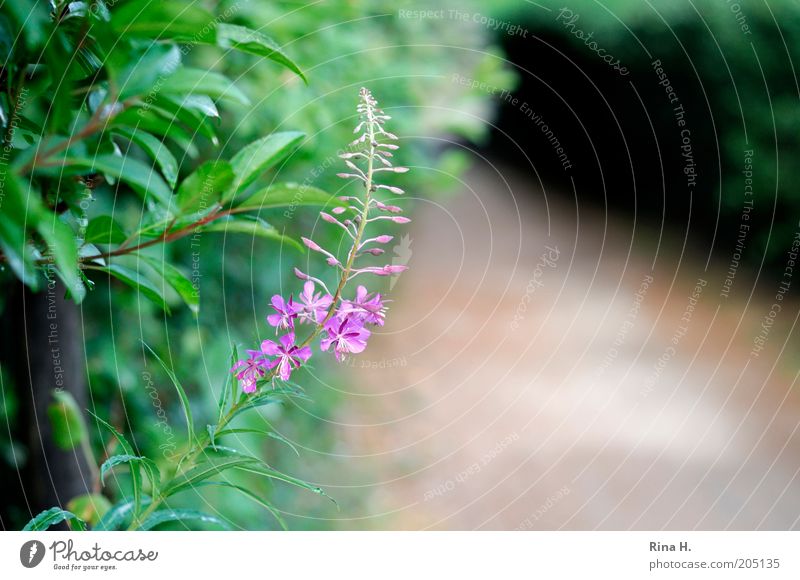 The way Environment Nature Plant Blossom Wild plant Authentic Natural Green Violet Calm Lanes & trails Colour photo Deserted Shallow depth of field