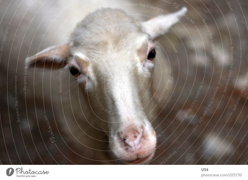Oh, how sweet. A sheep. Farm animal 1 Animal Curiosity Colour photo Exterior shot Day Deep depth of field Animal portrait Looking into the camera Sheep Head