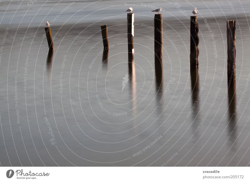New Zealand 120 4 6 Wooden stake Long shot Long exposure Reflection Contrast Contentment Cold Exceptional Esthetic Wait Sit Observe Crouch Seagull