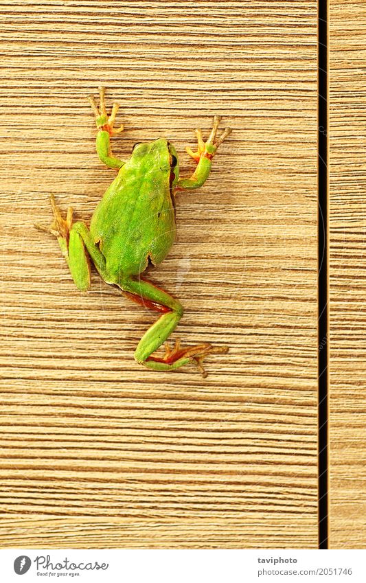 cute green frog on furniture Beautiful Furniture Climbing Mountaineering Environment Nature Animal Tree Forest Wood Small Natural Cute Wild Green Colour hyla