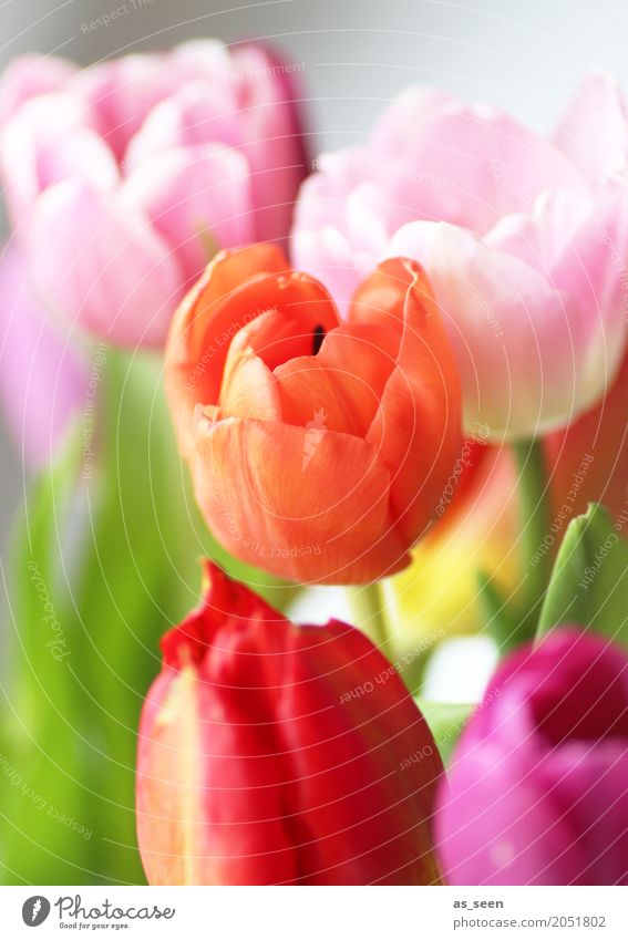 Spring meets summer Lifestyle Style Design Exotic Harmonious Garden Feasts & Celebrations Valentine's Day Mother's Day Nature Summer Flower Tulip Leaf Blossom
