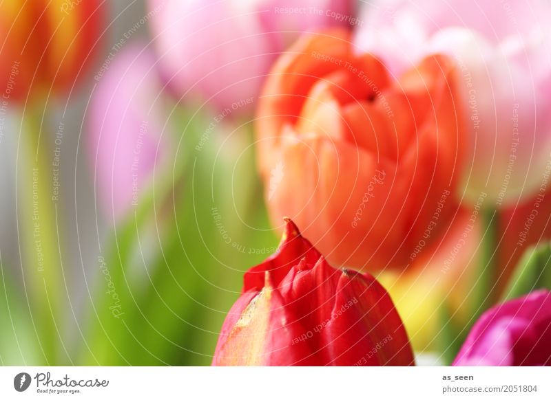 Flower colours Lifestyle Design Exotic Joy Wellness Harmonious Senses Valentine's Day Mother's Day Easter Birthday Nature Spring Summer Plant Tulip Leaf Blossom