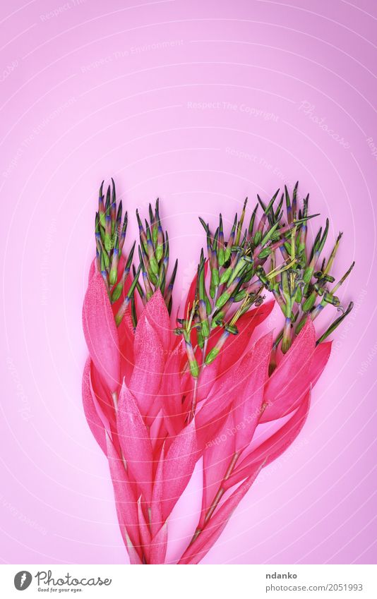 pink flower of Billbergia Valentine's Day Mother's Day Easter Birthday Plant Flower Blossom Bouquet Feasts & Celebrations Love Fresh Bright Natural Pink