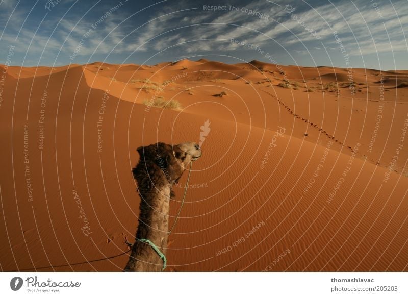 Sahara desert in Morocco Environment Nature Landscape Sand Sky Clouds Sunlight Beautiful weather Warmth Drought Desert Animal Farm animal camel 1