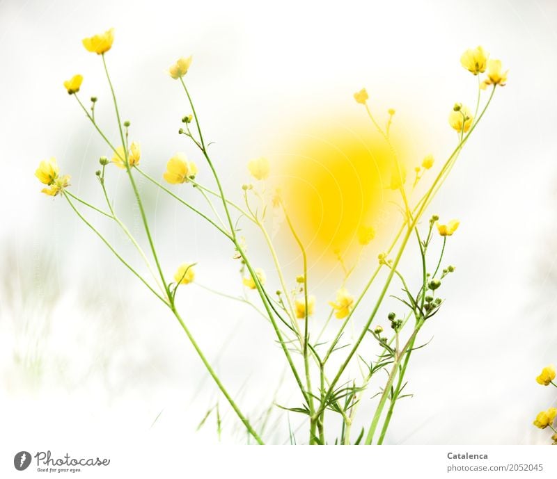 Yellow, buttercups from frog perspective Nature Plant Sky Clouds Spring Flower Leaf Blossom Wild plant Crowfoot Marsh marigold Garden Meadow Blossoming Esthetic