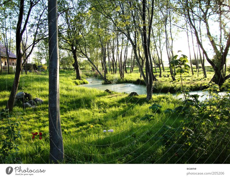 Oasis on Rügen Environment Nature Plant Sky Sunlight Summer Beautiful weather Tree Grass Bushes Bog Marsh Brook Stone Exceptional Brown Yellow Green Idyll
