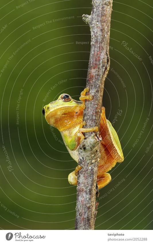 tiny tree frog climbing on a branch Beautiful Garden Climbing Mountaineering Environment Nature Animal Tree Forest Small Natural Cute Wild Green Colour European