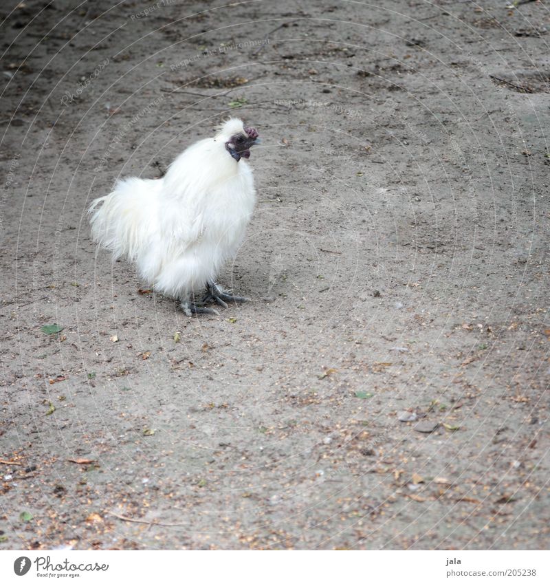 puffed chicken Animal Barn fowl 1 Gray White Feather Soft Colour photo Exterior shot Copy Space right Copy Space bottom Day Animal portrait Forward