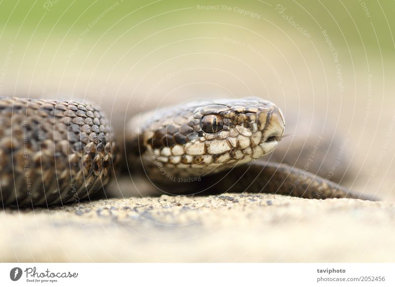 juvenile beautiful meadow viper Beautiful Youth (Young adults) Nature Animal Meadow Snake Small Cute Wild Brown Fear Dangerous Viper vipera poisonous head