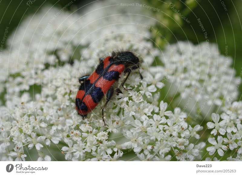 The Big Eat 1 Plant Animal Summer Blossom Wild plant Wild animal Beetle Wing Checkered beetle Red Black White Colour photo Exterior shot
