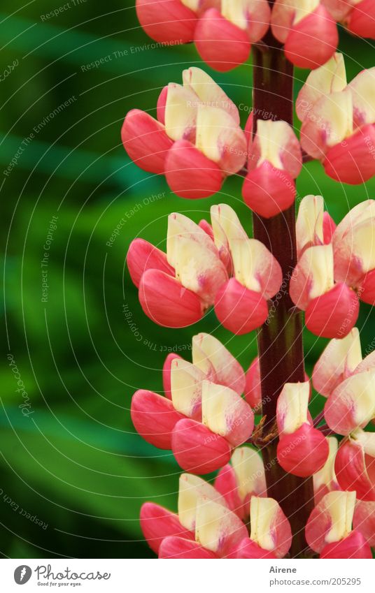 Lupine multistorey Lupin blossom Pink Red White Green Flower Plant Nature Blossoming vibrant colours naturally Fragrance Elegant Garden Pattern Wild plant