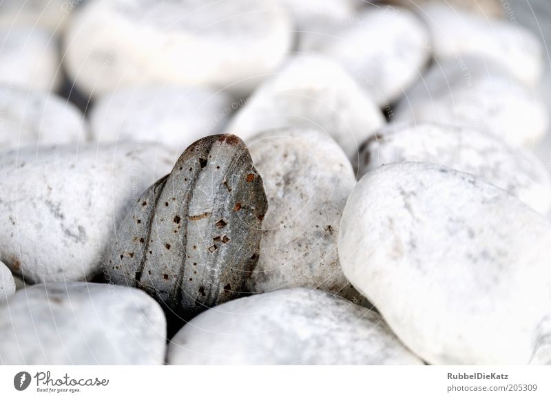 Einstein Nature Stone Pebble Colour photo Exterior shot Close-up Detail Macro (Extreme close-up) Deserted Copy Space top Shallow depth of field Stony