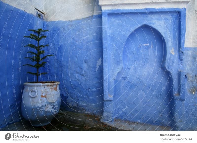 Blue house Plant Tree Foliage plant Chechaouen Morocco Africa Village Small Town Old town House (Residential Structure) Wall (barrier) Wall (building) Facade