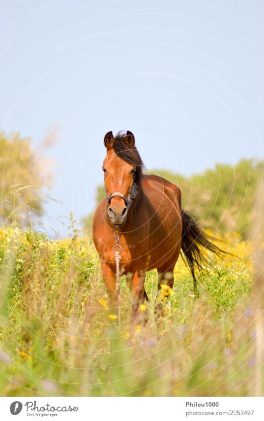 Brown horse in a meadow filled Summer Sports Nature Animal Grass Meadow Pet Horse 1 Observe Wild Green Black White Curiosity Elegant background bay beatiful