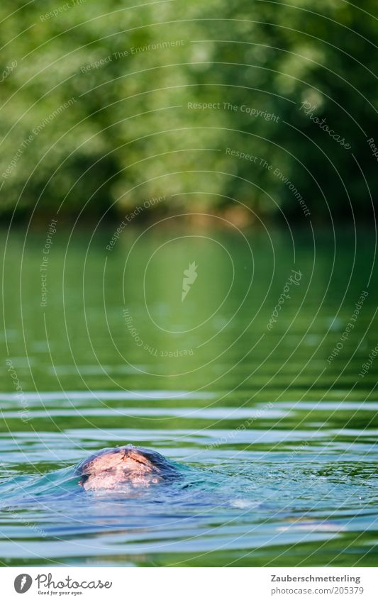 emergence Masculine Head Nature Water Fluid Wet Emotions Movement Rescue Survive Colour photo Exterior shot Copy Space top Closed eyes Go under Drown