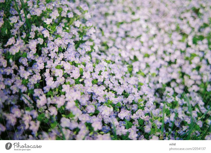 spring carpet Environment Nature Plant Spring Beautiful weather Flower Garden Park Waves Green Violet Colour photo Exterior shot Close-up Day