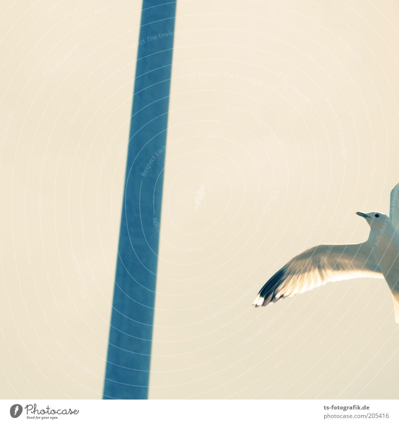 Forgot your glasses? Nature Animal Air Lamp post Pole Bird Wing Seagull Gull birds 1 Metal Flying Free Bright Blue White Freedom Colour photo Exterior shot