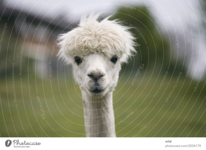What are you looking at? Environment Nature Landscape Plant Animal Meadow Field Farm animal Animal face Alpaca Llama 1 Observe Funny Curiosity Cute Green White