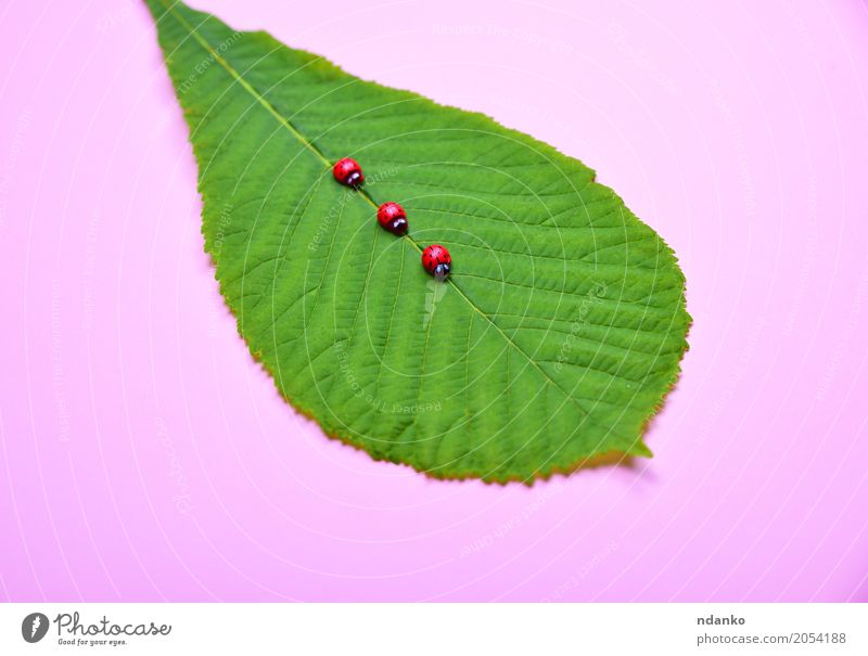 Green leaf of a chestnut Decoration Nature Plant Leaf Fresh Natural Pink Red Colour Creativity Ladybird spring Organic Conceptual design decor background