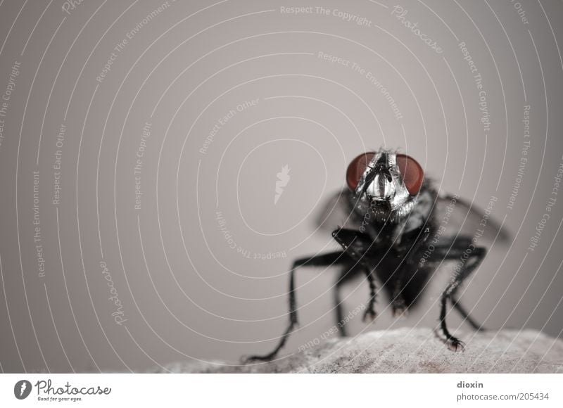 Puck (Brachycera) Rock Fly Animal face Wing 1 Sit Wait Small Gray Red Black Nature Insect Compound eye Legs Stone Parasite Blowfly Colour photo Subdued colour