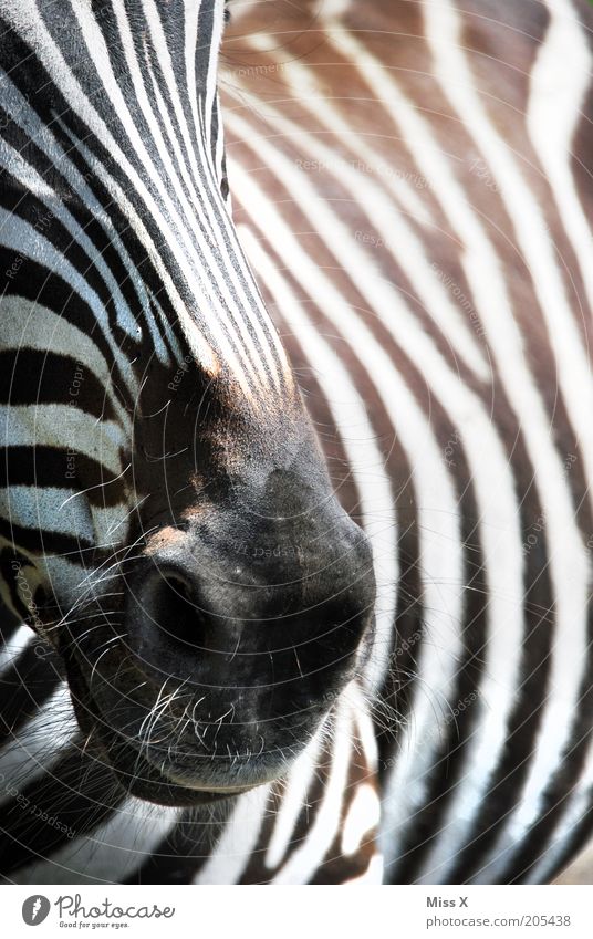Diego's current favorite animal Animal Wild animal 1 Black White Zebra Stripe Nostrils Pelt Colour photo Black & white photo Exterior shot Close-up Detail