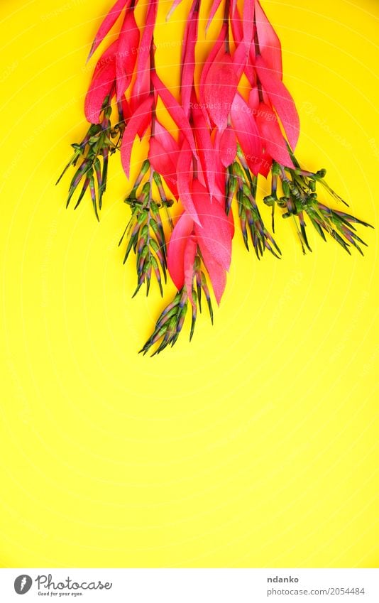 bouquet of pink billbergia Valentine's Day Easter Birthday Plant Spring Flower Blossom Bouquet Blossoming Love Fresh Bright Yellow Pink blooming Floral holiday