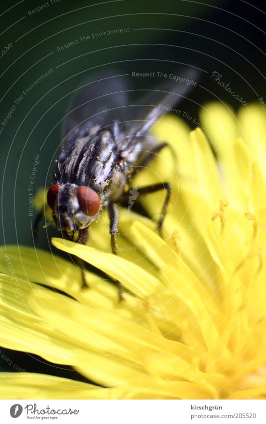 innocuous Environment Nature Plant Animal Flower Dandelion Fly Blowfly Wait Small Near Insect Colour photo Exterior shot Detail Macro (Extreme close-up) Blur