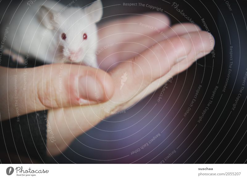 mouse and hand Hand Fingers stop Mouse Eyes Red Eyes Albino Ear Rodent Mammal White Pet Tails Neutral Background Protection Fragile timidly Diminutive Cute