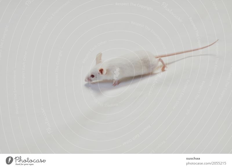 mouse Mouse White white mouse Neutral Background Bright Pet Mammal Running Fragile Delicate Small Fear Disgust Red Eyes Albino