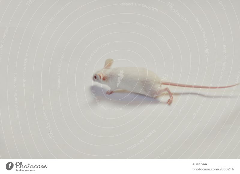 mouse Mouse White white mouse Neutral Background Bright Pet Mammal Running Fragile Delicate Small Fear Disgust Red Eyes Albino