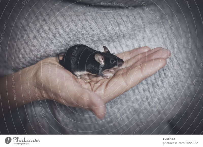 black mouse Hand Fingers Skin To hold on Mouse Rodent Mammal Black Pet Tails Protection Fragile timidly Diminutive Cute Sweet Disgust Fear