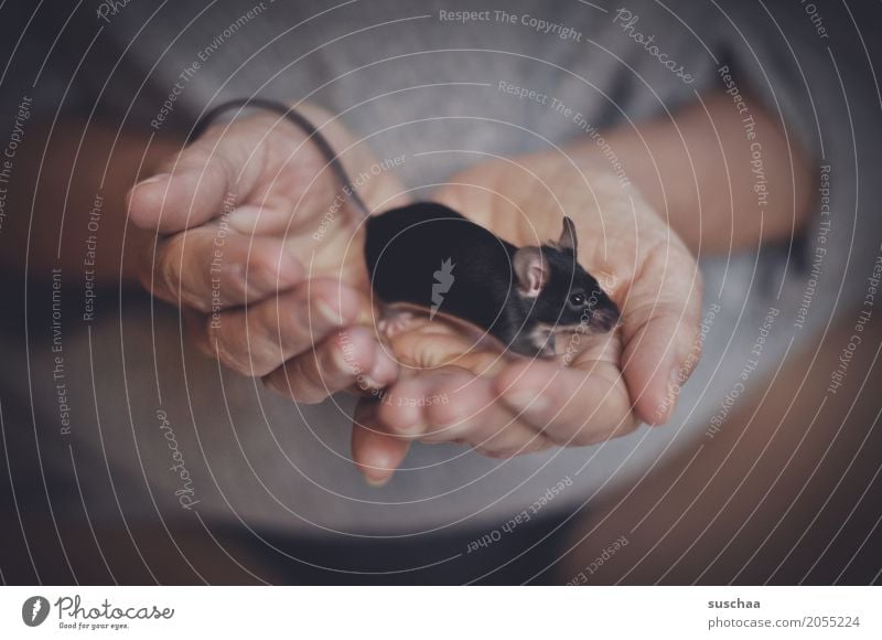 black mouse Hand Fingers Skin To hold on Odor Mouse Rodent Mammal Black Pet Tails Pelt Protection Fragile timidly Diminutive Cute Sweet Disgust Fear